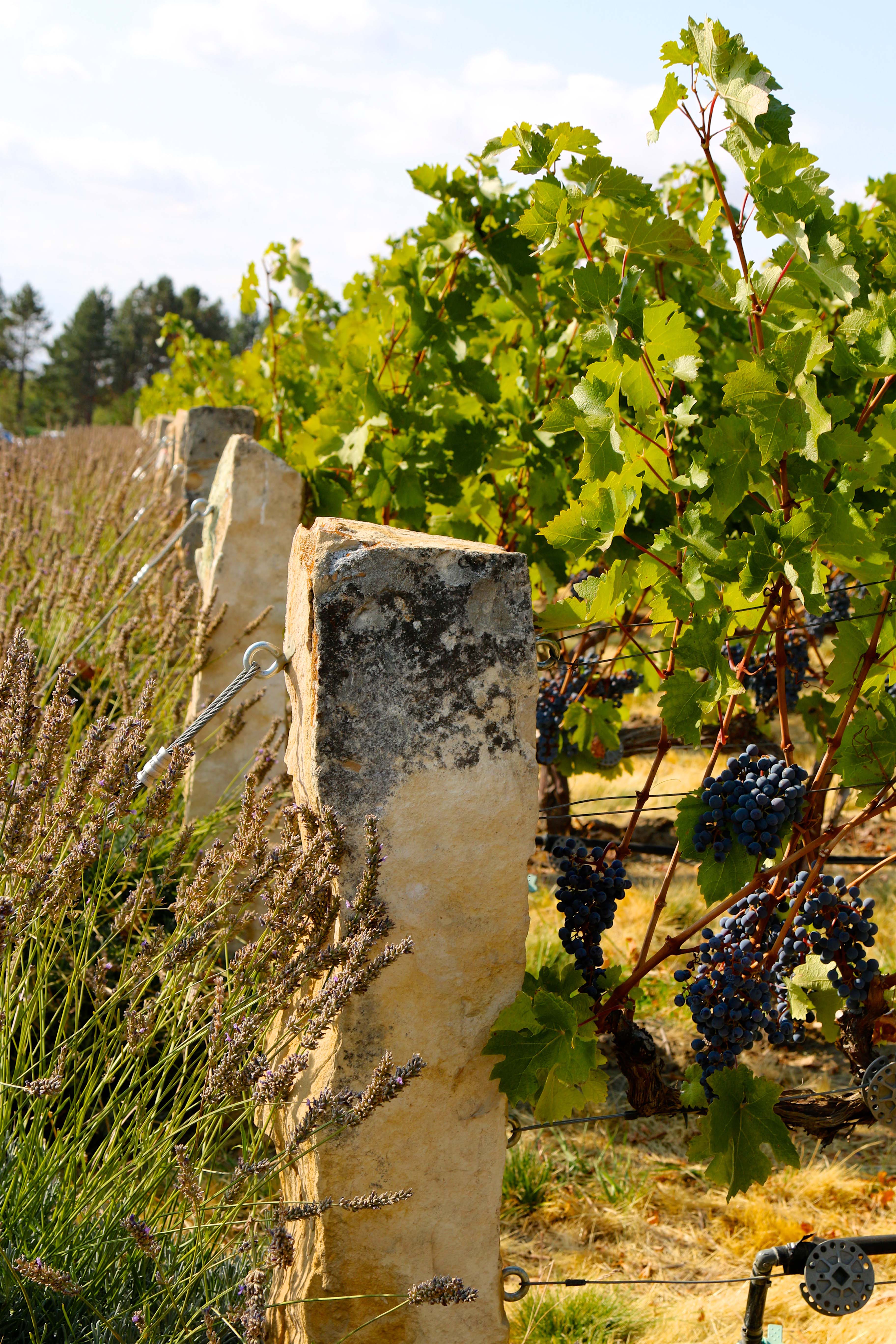 Basalt vertical slabs mark each row of grapes. (Photo by TTuttle)